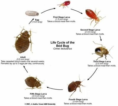 The bed bug life cycle.