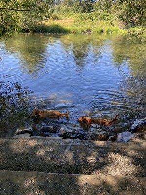 Swimming in the dog park at Marymoor