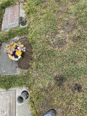 Gopher holes, weeds and dead grass. Queen of Heaven Cemetery isn't very heavenly!