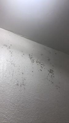 Black mold