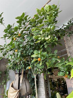 Orange tree