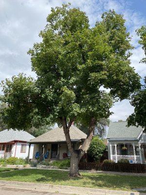 Norwegian Maple on west side after pruning