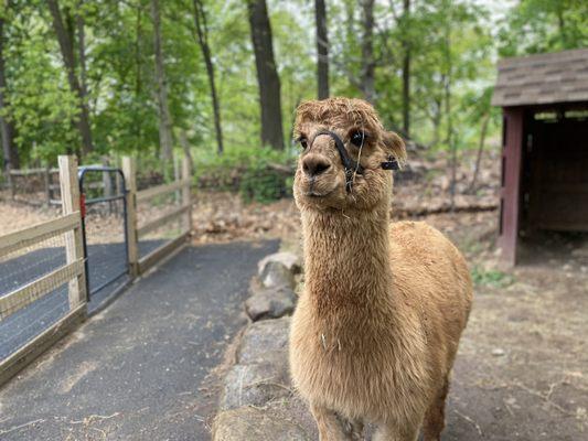 He said "Alpaca lunch for you." I was dead.