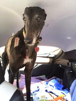 My greyhound, Radi, about 2 weeks post surgery