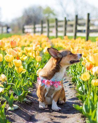 My dog at Windmill Island Gardens!