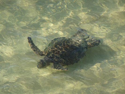 Green Sea Turtle from Maui Kai lanai.