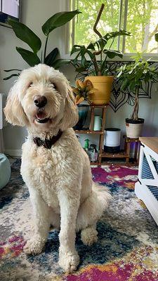 GoldenDoodle grooming