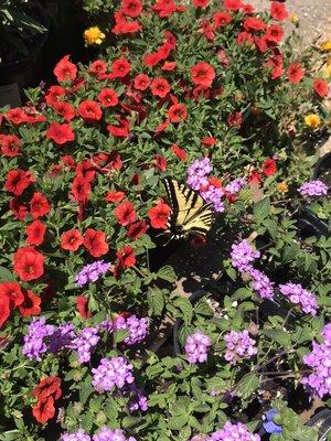 Nursery in bloom