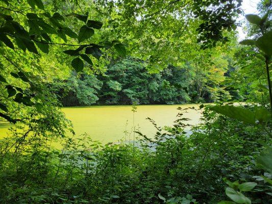 Pond from wildlife blind