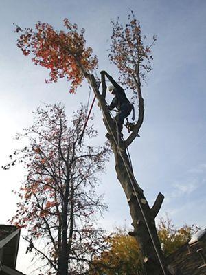 Tree climber cutting tree