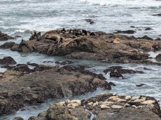 Seals and seal lions seen from the beach at the RV park.