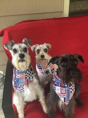 Gregory's Grooming have our 3 fur babies ready for the 4th!