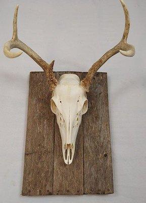 Master Taxidermy Studio Inc