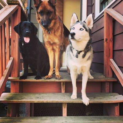 Happy patrons of Albany Bark in Albany Park!