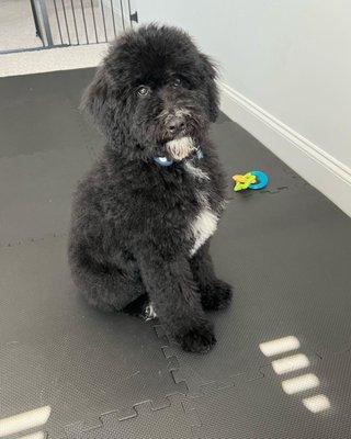 Lennox's first groom!