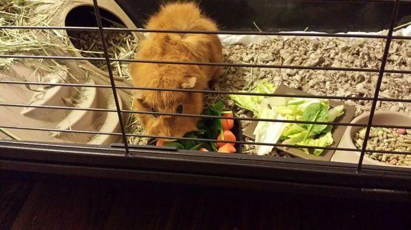 Guinea pig's love their greens.