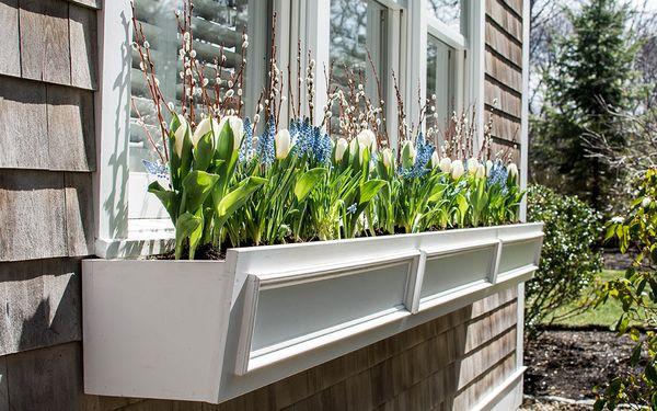 Spring Window Boxes