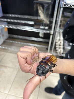 Giant hissing cockroach!