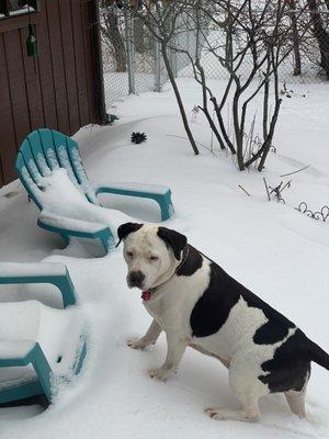 Matanuska-Susitna Borough Animal Shelter