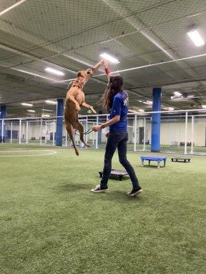 Structured PLAY is an important aspect of our training, we use it to help pups understand rules and boundaries...and they have fun Learning!