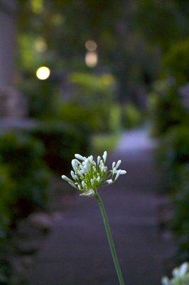 Beautiful flowers