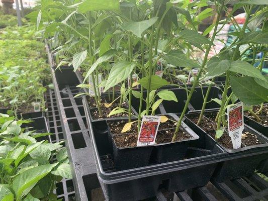 Thai finger peppers...4 plants for $2.99.