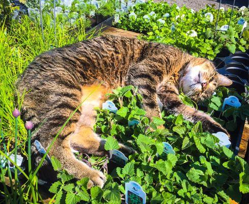 Mozi found the catnip haha!