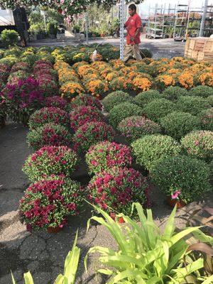 Large colorful mums....
 Bergen Garden Center and Farms