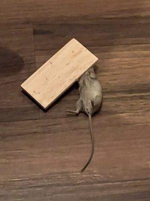 Mice in the apartments