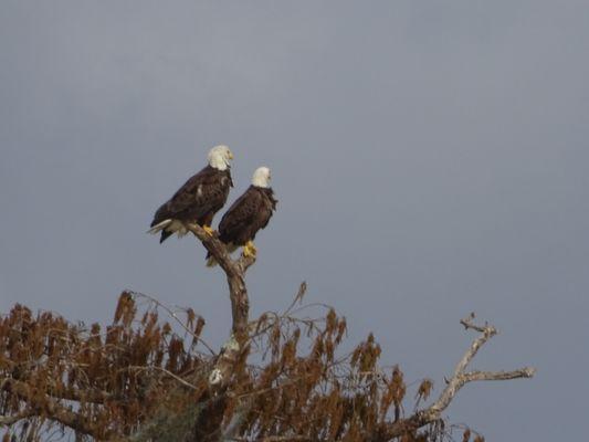 Nesting Bald Eagles