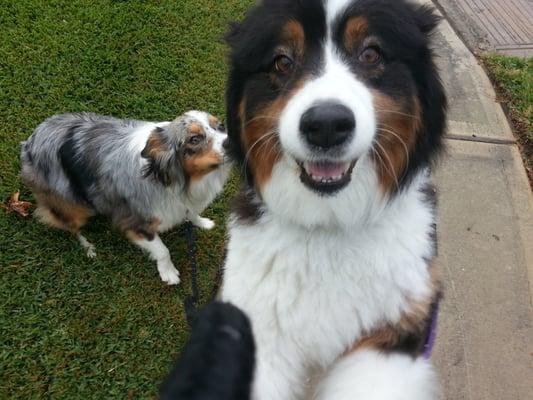 These two Australian shepherds are two of hundreds of happy fur clients.