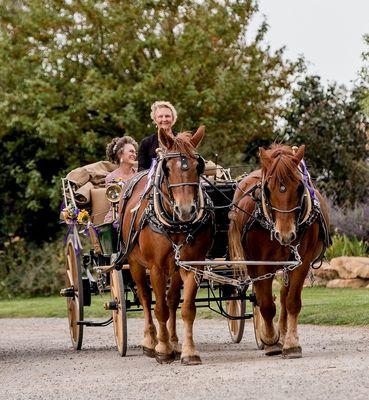 Y Bar Hitch Suffolk Punch Horses