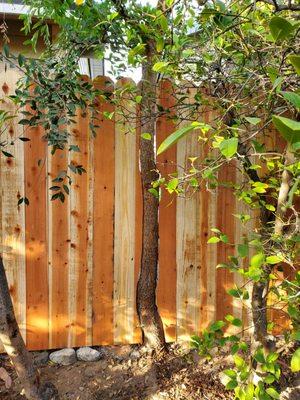 Trees incorporated into our fence