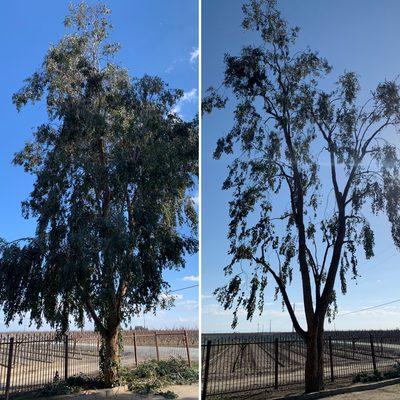 Eucalyptus thinned out