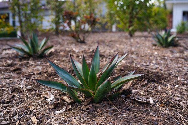 Succulents