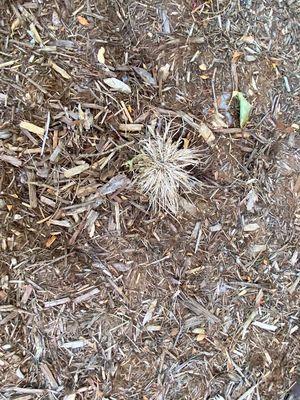 Dead grasses in full shade