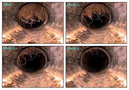 Main drain line with roots.