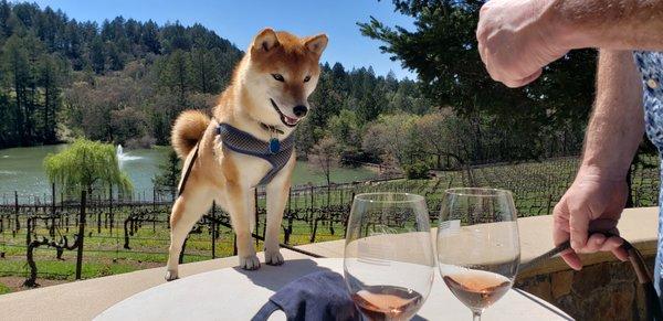 Wine tasting buddy.