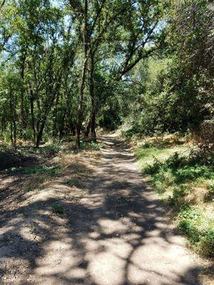 Ahh.  A sun-dappled woodland path.  One of my favorite things!