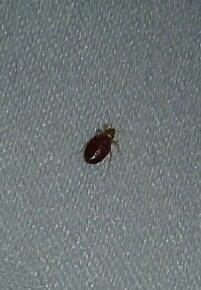 Bedbug