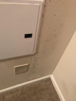 Apartment 117 Mold Issues