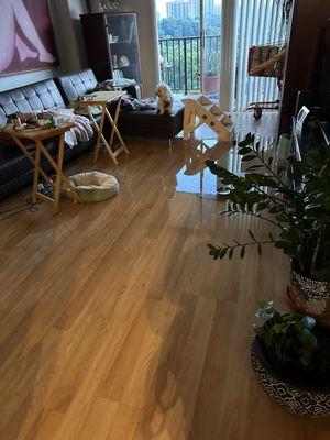 Should I swim ? My dog looking at the water on the living room bc a pipe burst