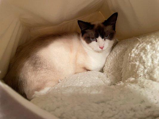 Our beautiful new family addition, Fig.  She's a gorgeous snowshoe siamese.