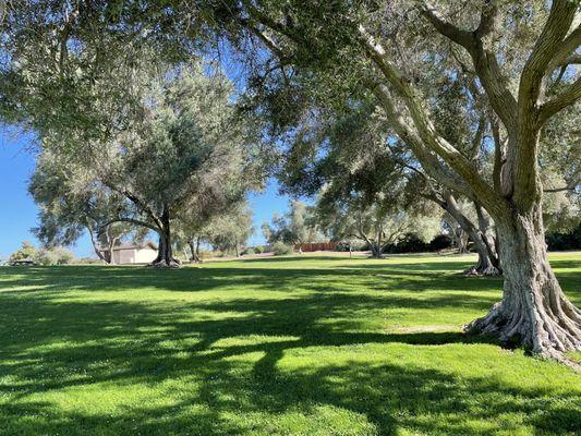 Olive Grove Community Park