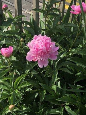 Flowers on the walkway