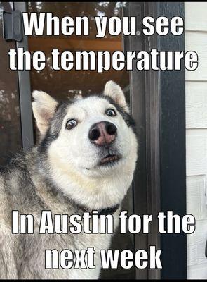 Amazing meme of our Husky that our sitter sent us