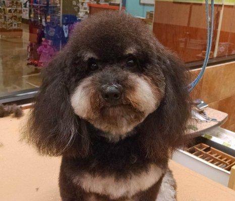 Spencer: Havanese Poodle mix