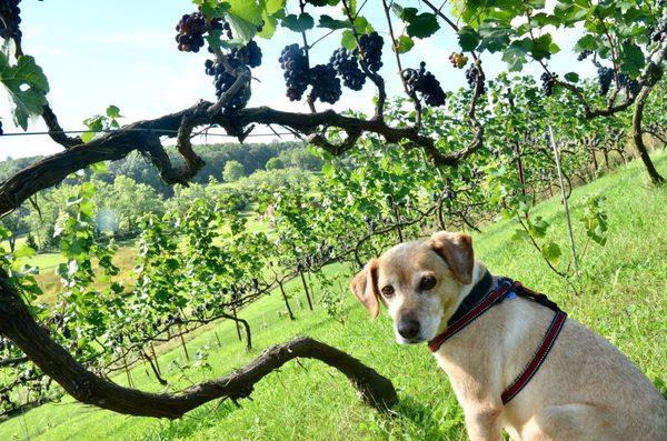 Guardian of the grapes