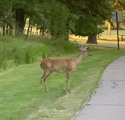 Deer along the trails though the park