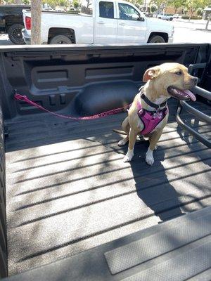 Harley going for a ride.